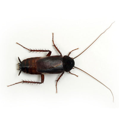 Oriental Cockroach